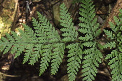 Parapolystichum microsorum pentangulare