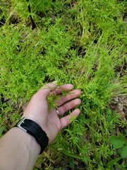 Floerkea proserpinacoides