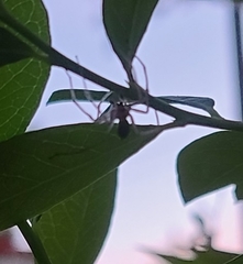 Araneae