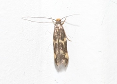 Oinophila v-flava