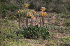 Cotyledon orbiculata oblonga
