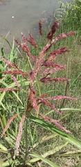 Sorghum halepense