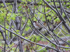Passer domesticus