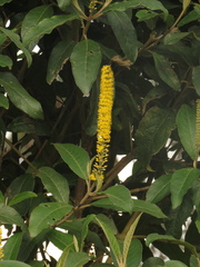 Abatia parviflora