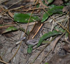 Amnirana galamensis