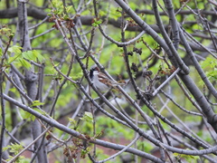 Passer domesticus