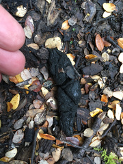 Trichosurus vulpecula