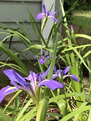 Iris savannarum