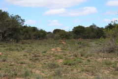 Cotyledon orbiculata oblonga