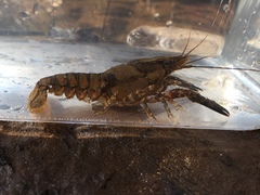 Procambarus spiculifer