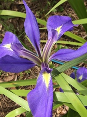 Iris savannarum