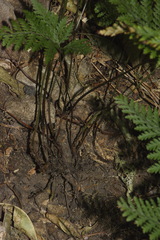 Parapolystichum microsorum pentangulare