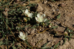 Malvella sagittifolia