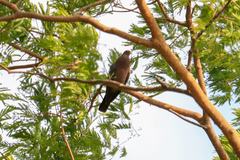 Patagioenas flavirostris