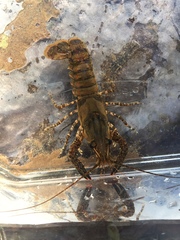 Procambarus spiculifer
