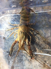 Procambarus spiculifer