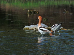 Recurvirostra americana