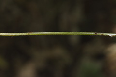 Parapolystichum microsorum pentangulare