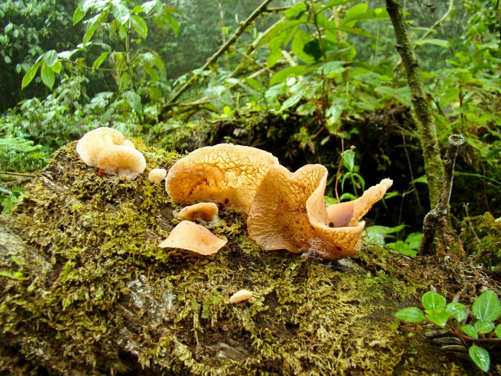 Auricularia delicata · March 2018 · photo: © floroortizcontreras (iNaturalist, cc-by)