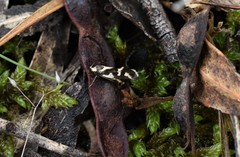 Epithymema incomposita