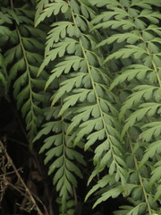 Asplenium praemorsum