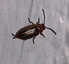 Disonycha conjugata