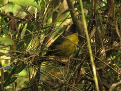 Atlapetes pallidinucha