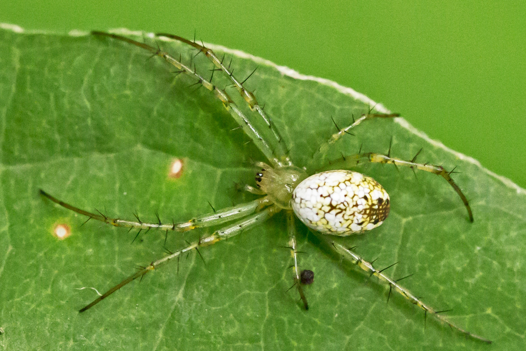 greenlegged orbweaver