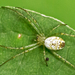 Green-legged Orbweaver - Photo (c) Bill Keim, some rights reserved (CC BY)
