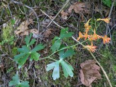 Delphinium nudicaule
