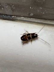 Periplaneta australasiae