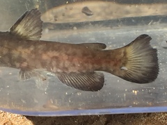 Ameiurus brunneus