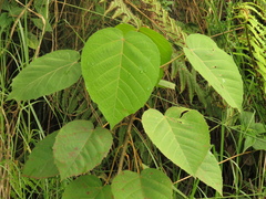 Croton mutisianus