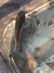 Ameiurus brunneus