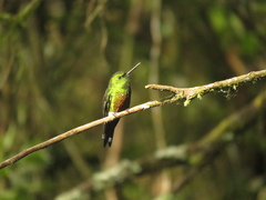 Eriocnemis cupreoventris