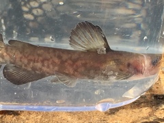 Ameiurus brunneus