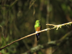 Eriocnemis cupreoventris