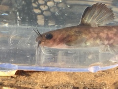 Ameiurus brunneus