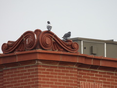 Columba livia domestica