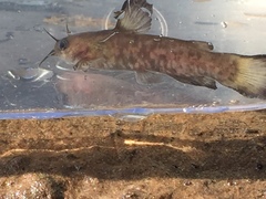 Ameiurus brunneus