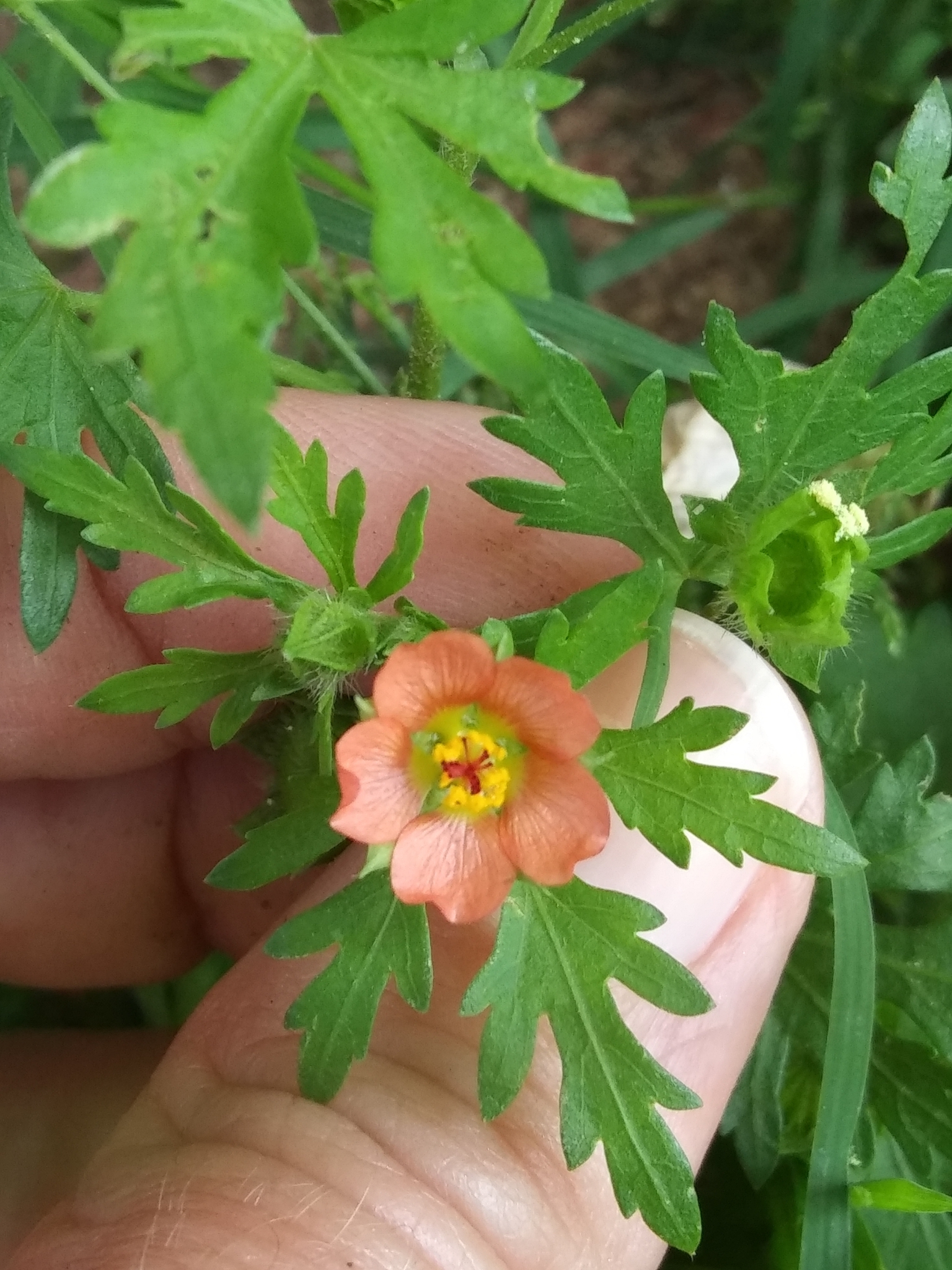 Modiola caroliniana