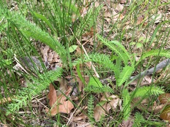 Gemeine Schafgarbe (Achillea millefolium): Herkunft und Verwendung — Foto 3