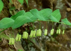 Solomon's seal