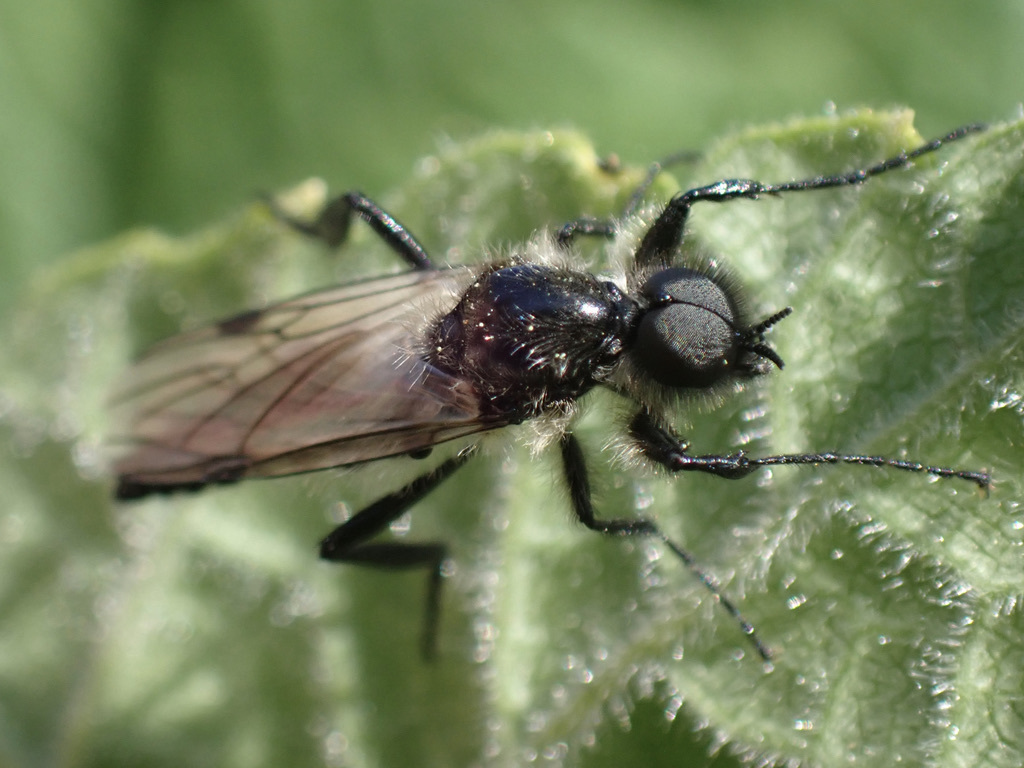 White-winged March Fly