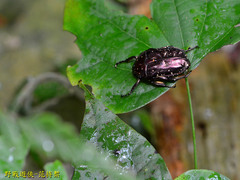 Protaetia orientalis sakaii