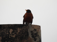 Turdus migratorius