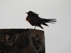 Turdus migratorius