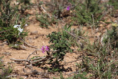 Pelargonium reniforme
