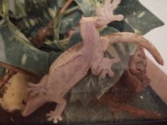Correlophus ciliatus