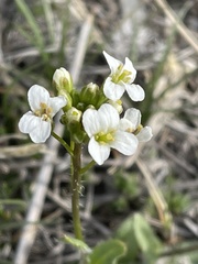 Arabis nuttallii